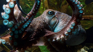 Este pulpo escapó del acuario de su ciudad y llegó hasta el océano porque estaba "aburrido"